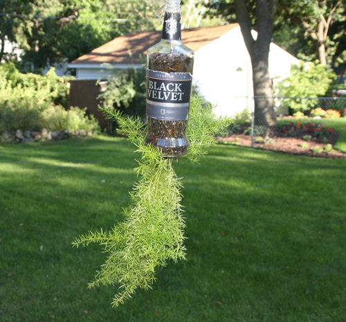 Ivy Fern growing in a glass bottle 